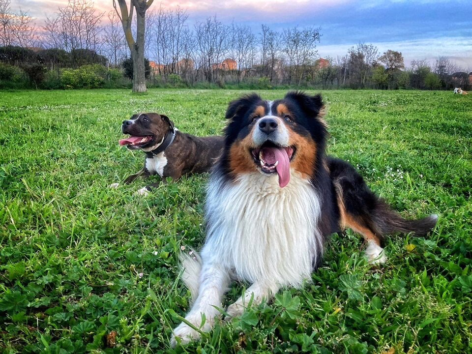 Descubre los espacios para perros donde las mascotas disfrutan de su propio territorio.