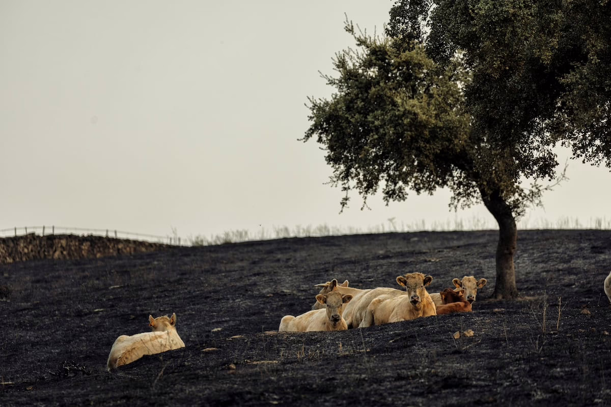 Incendios causan pérdidas históricas a agricultores y ganaderos: “Hemos dado todo por el campo” | Economía