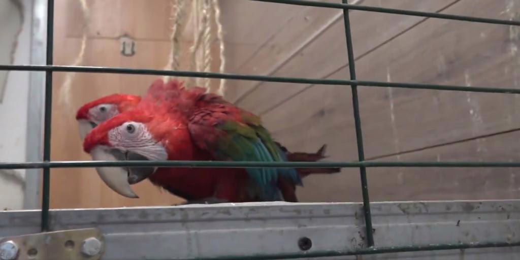 Cuatro guacamayos en grave situación de abandono son rescatados de un establecimiento turístico en Madrid.