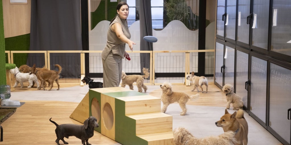 El servicio de mimar a tu mascota como un rey.