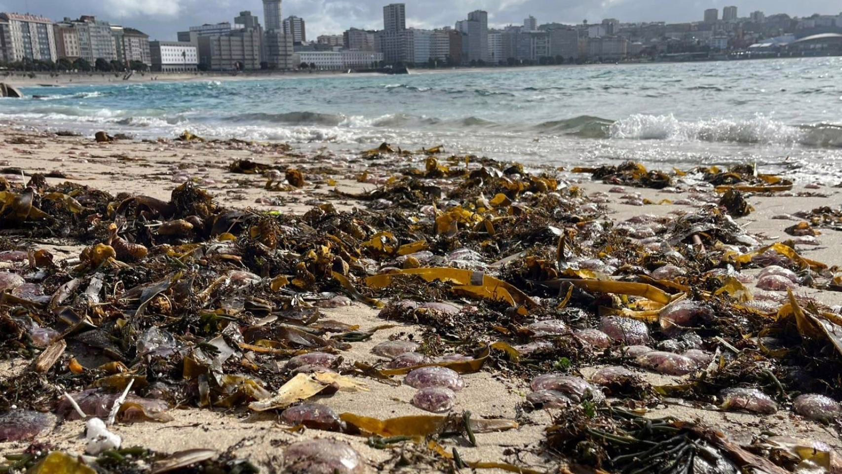 A Coruña izará la bandera por medusas y clausura dos playas.