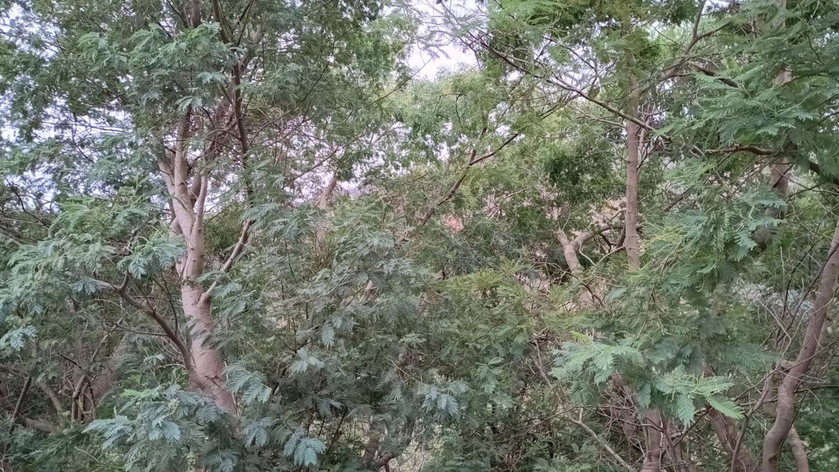 Advierten que la proliferación de acacias impacta negativamente en los bosques de Galicia.