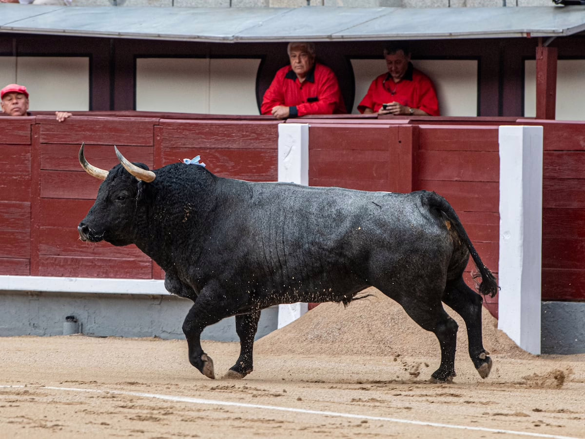 Concurso de ganaderías en Las Ventas: Valor y controversia | Cultura