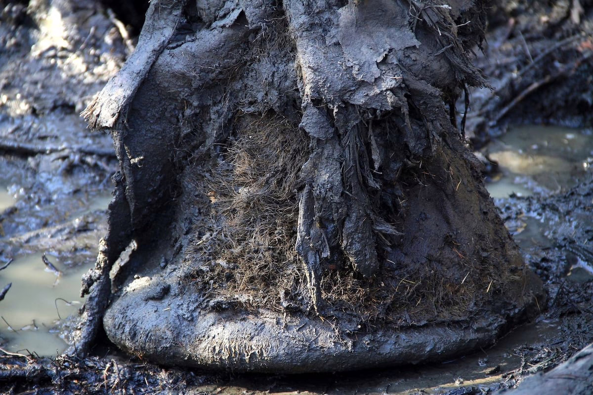 Recuperan ADN de bacterias de un mamut que vivió hace más de un millón de años, el más antiguo documentado | Ciencia