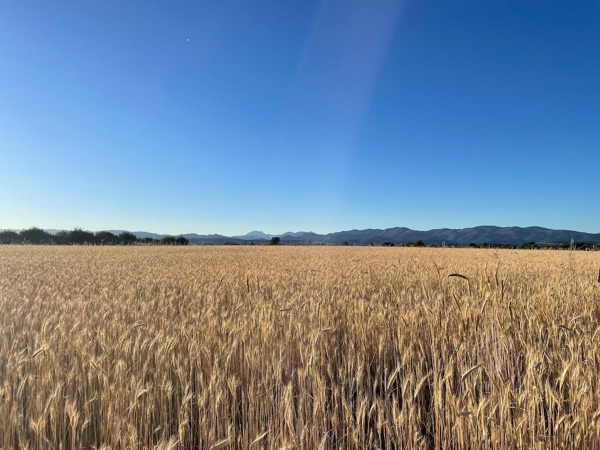 Del campo al vaso: El centeno se abre camino entre las bebidas vegetales | Sin ir más lejos