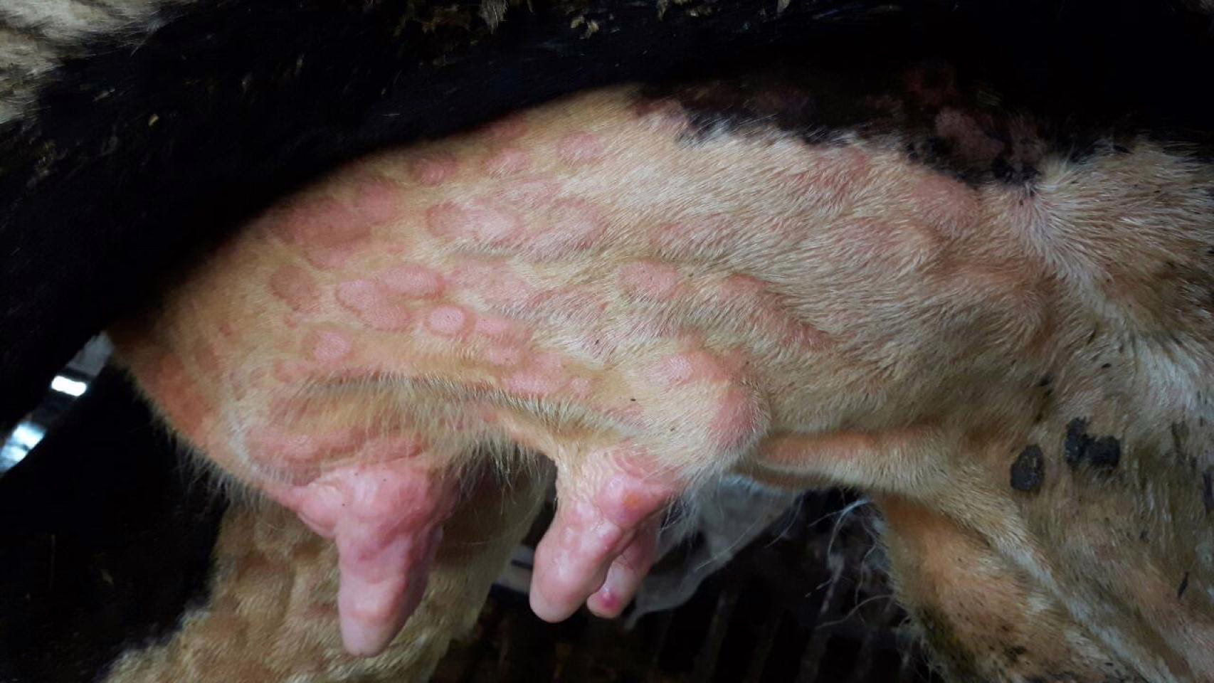 Ofrece recomendaciones a ganaderos y veterinarios.