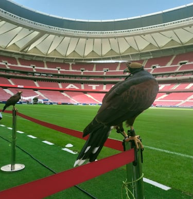 Jorge Castaño, el cetrero que cambió fútbol español