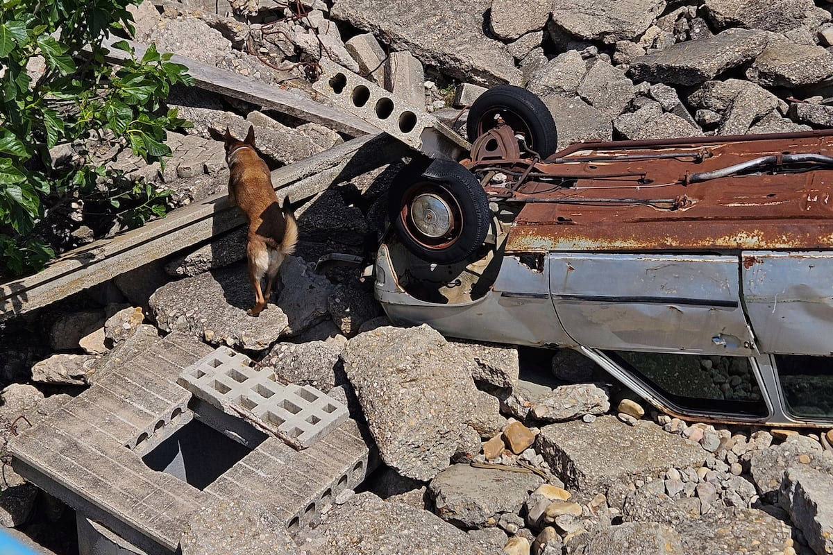 El "entrenamiento" de los perros rescatistas para localizar personas desaparecidas, como en el caso del colapso del edificio de las Hileras | Noticias de Madrid
