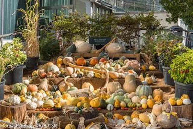 Exhibición de “Calabazas” en el Real Jardín Botánico-CSIC.