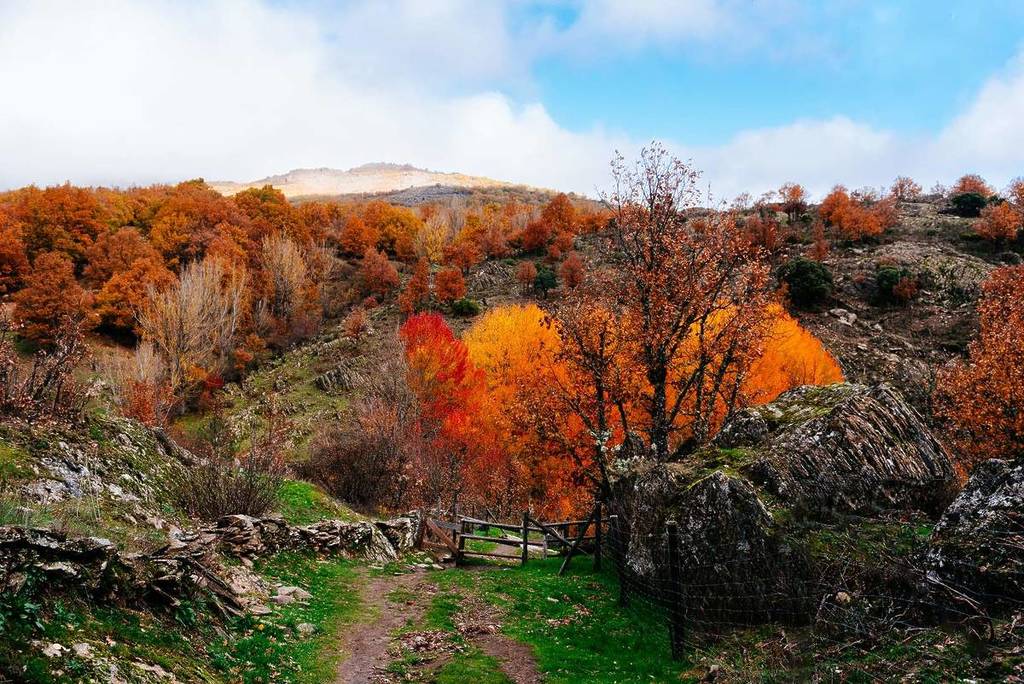 El bosque de cuento a una hora de Madrid que se llena de amarillos y ocres en otoño, pero conseguir entrada no es fácil