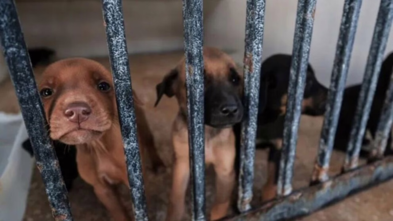 En Trujillo fomentan la adopción de animales debido al incremento de abandonos y maltrato.