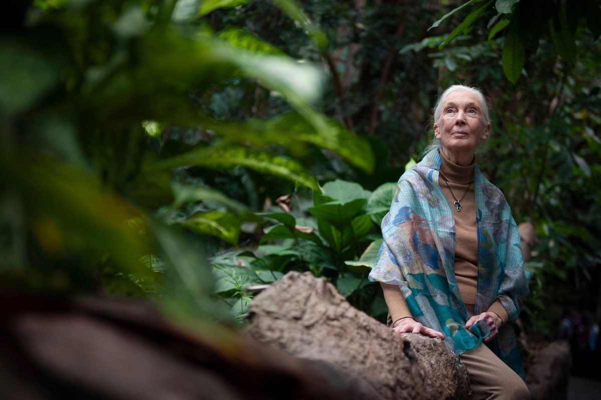 Fallece la etóloga británica Jane Goodall a los 91 años | Medio Ambiente y Cambio Climático