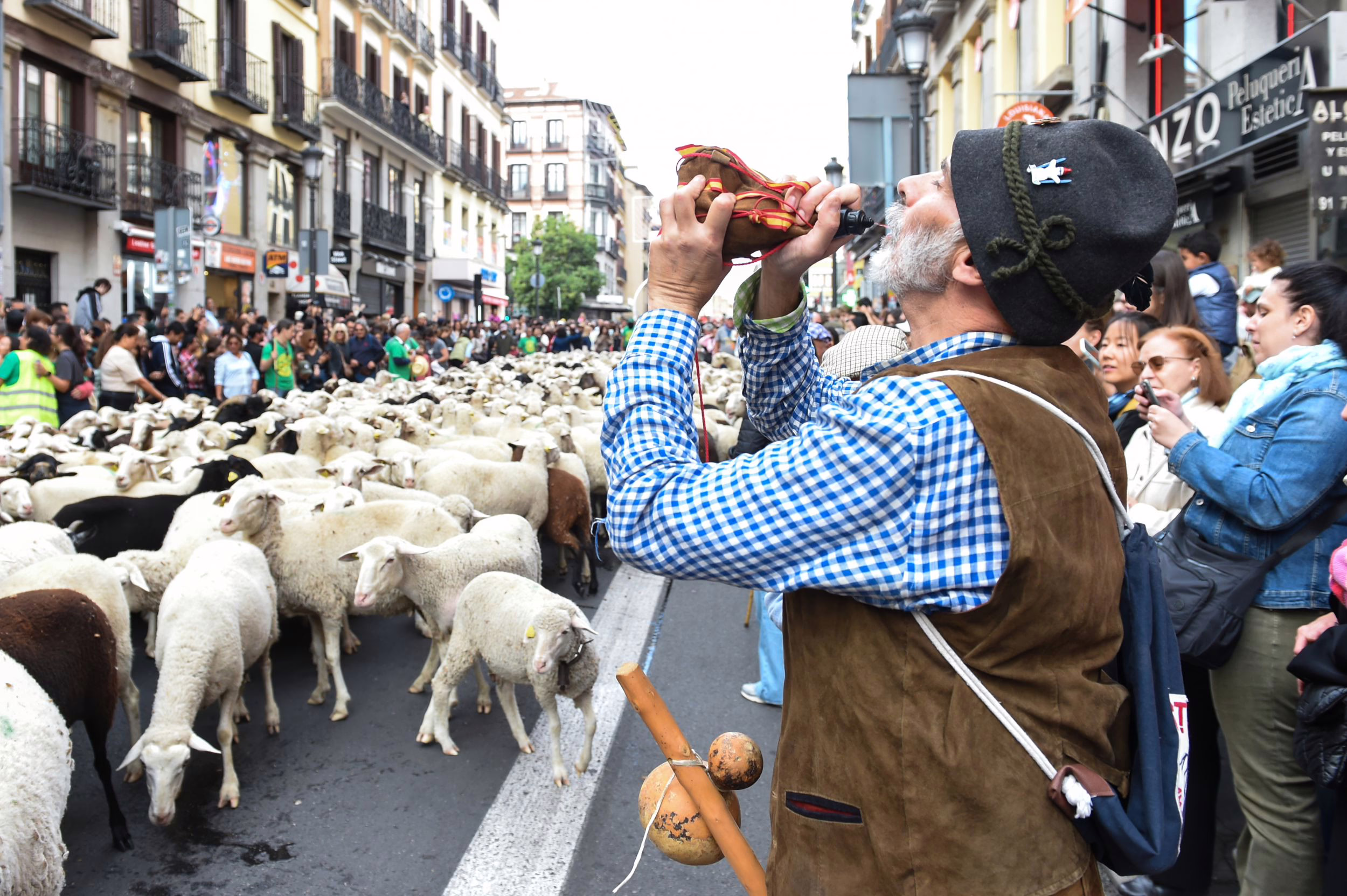 Celebración de la Trashumancia 2023 en Madrid: Cultura, medio ambiente y turismo.