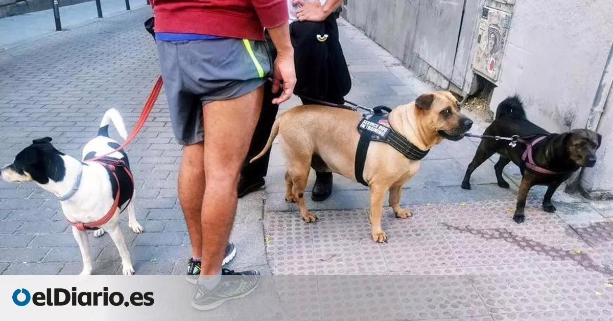 Obligación de diluir la orina de mascotas: un debate controversial en un Madrid canino.