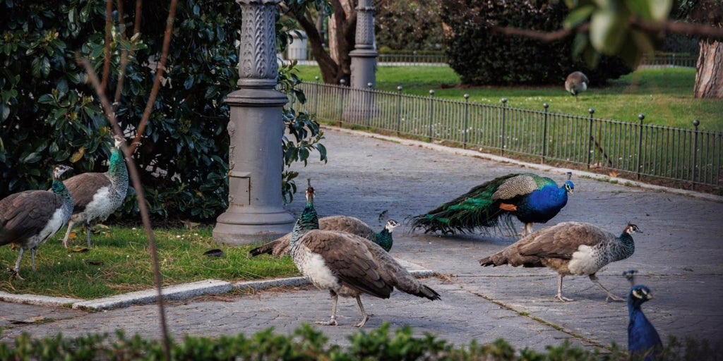 Hallado un caso de gripe aviar en un pavo real del Retiro.