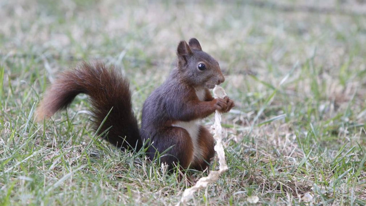 ¿Qué ocurrió con las ardillas en El Retiro?