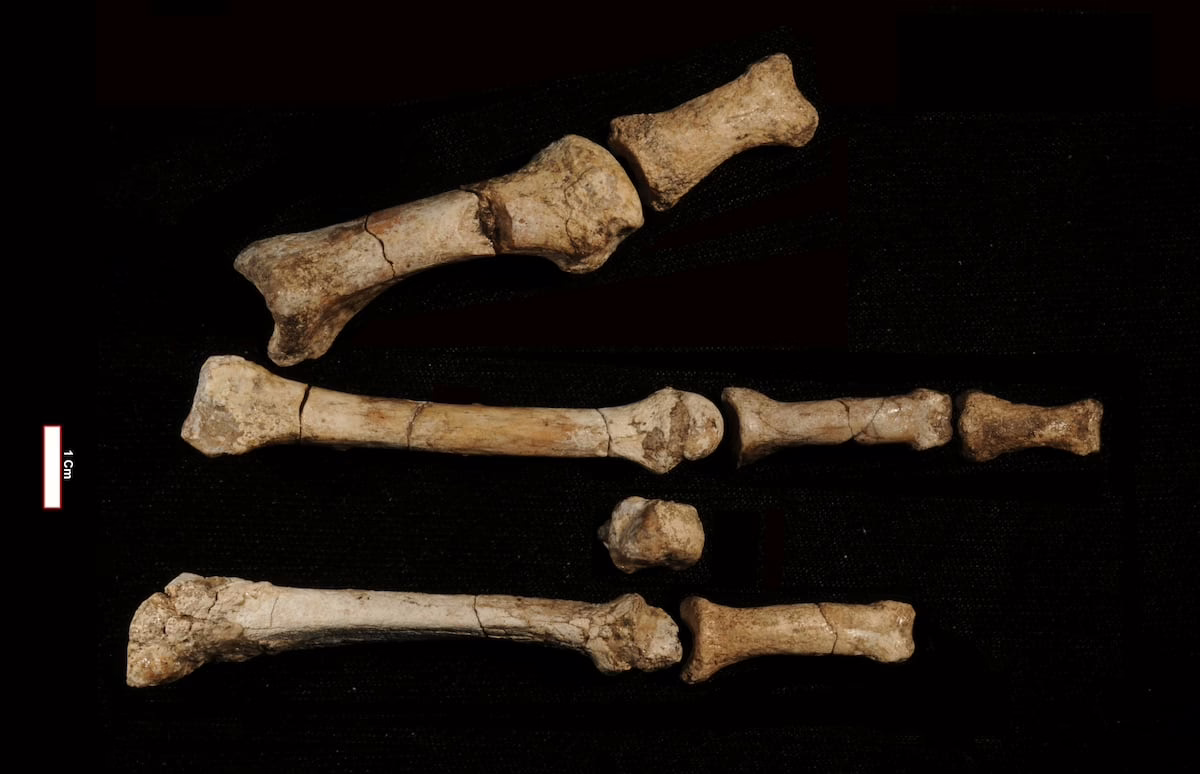‘Lucy’ no era la única: un enigmático pie de hace 3,4 millones de años complica nuestra comprensión de la evolución humana | Ciencia