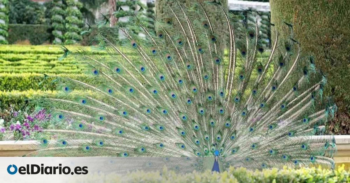 La advertencia de gripe aviar se amplía a Madrid tras el hallazgo de la enfermedad en un pavo en el Retiro.