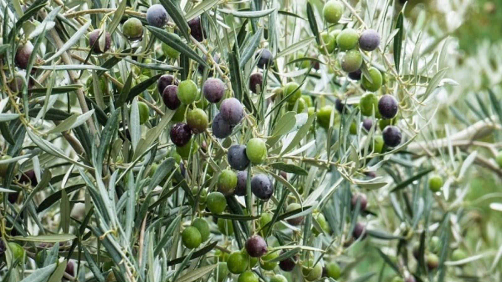 Madrid mejora el control de la trazabilidad de las aceitunas con un nuevo decreto.