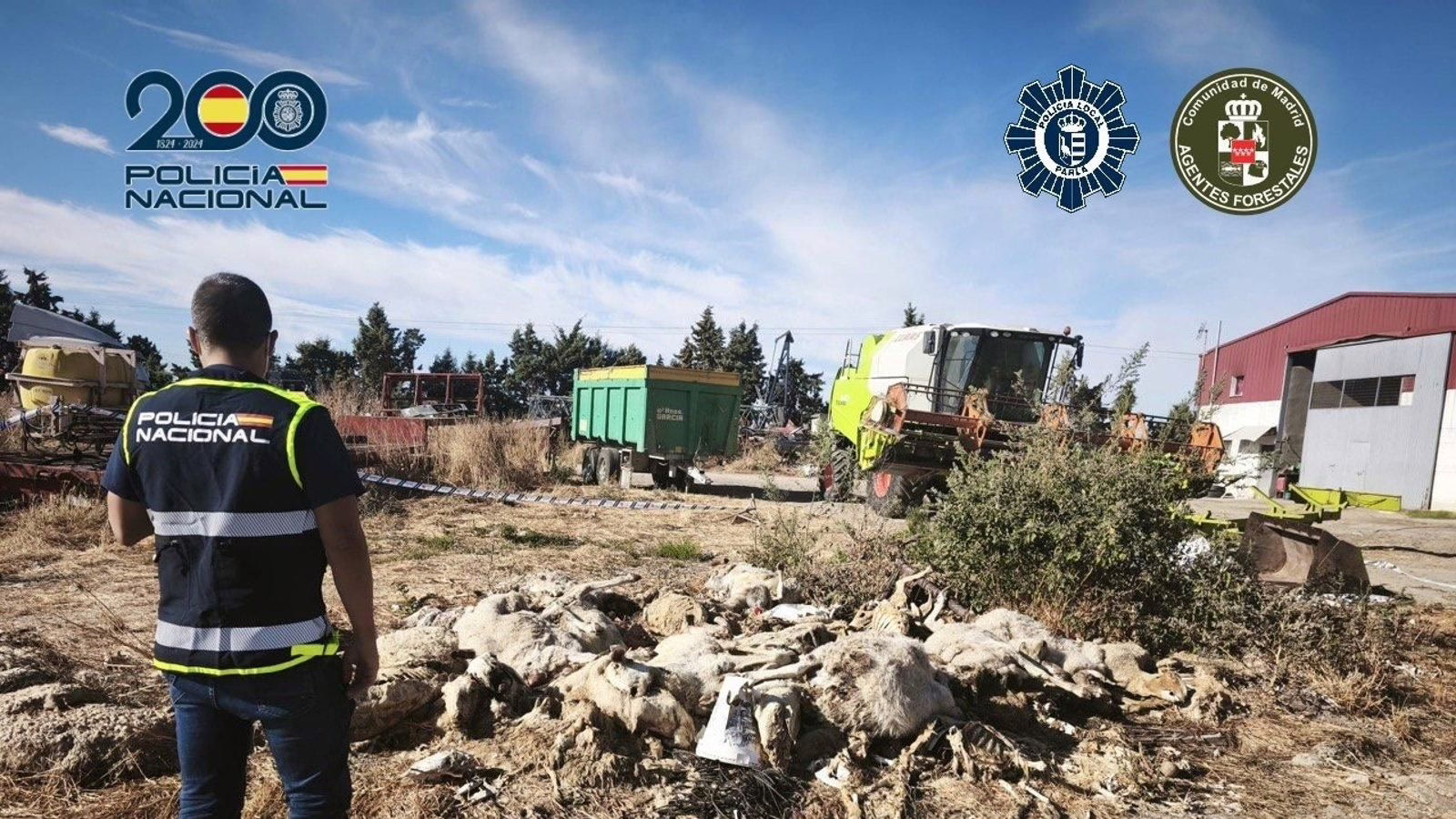Arrestado en Parla por asesinar a 50 ovejas y maltratar a los animales en condiciones deplorables.