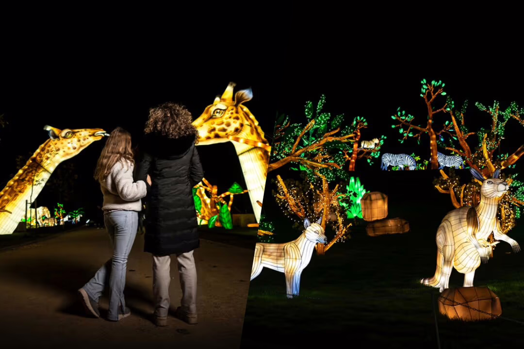 Brilla Zoo Getafe 2025: fechas, iluminación y boletos.