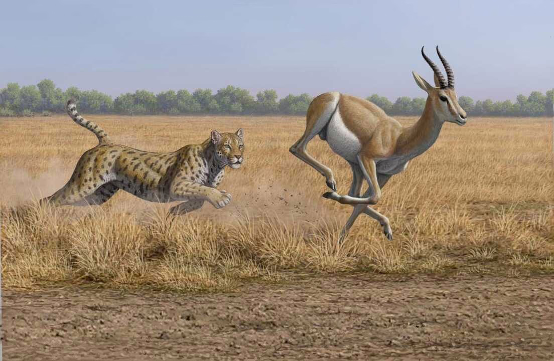 La nueva muestra de "Dientes de Sable" que no te puedes perder si te apasionan los animales de la prehistoria.
