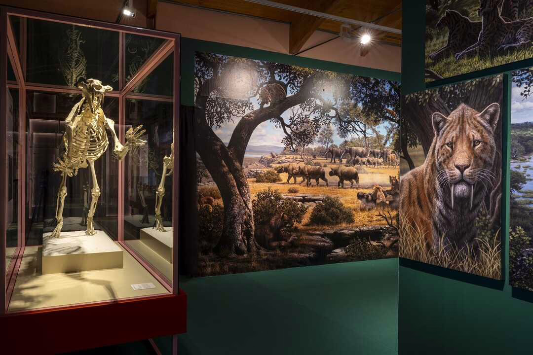 Taller gratuito sobre tiburones en el MARPA.