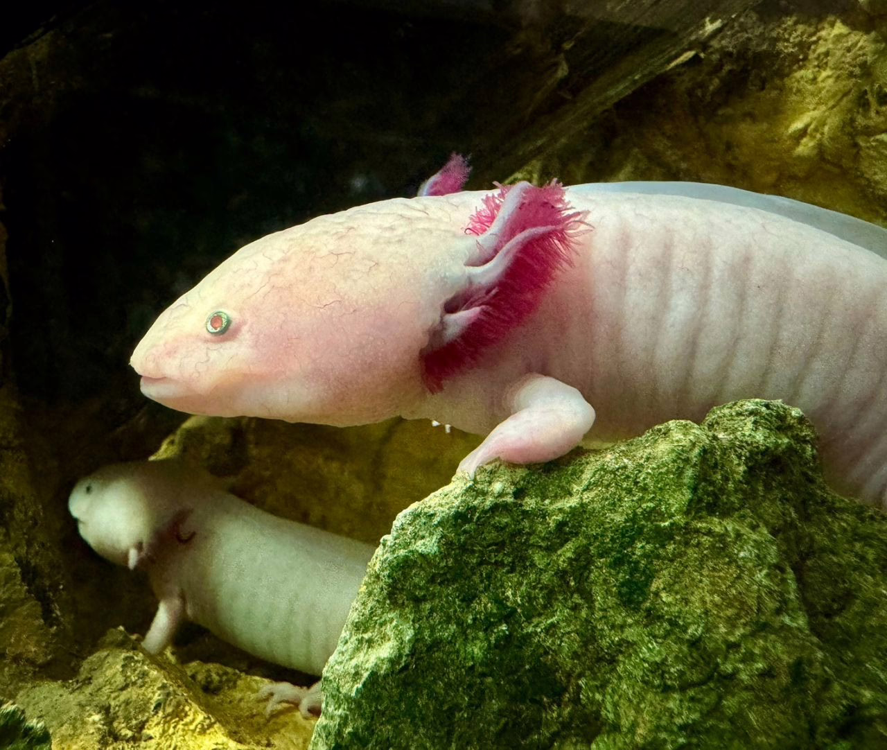 Guardia Civil Investiga Posesión Ilegal de Ajolotes Mexicanos en Meco: Especie Amenazada de Extinción