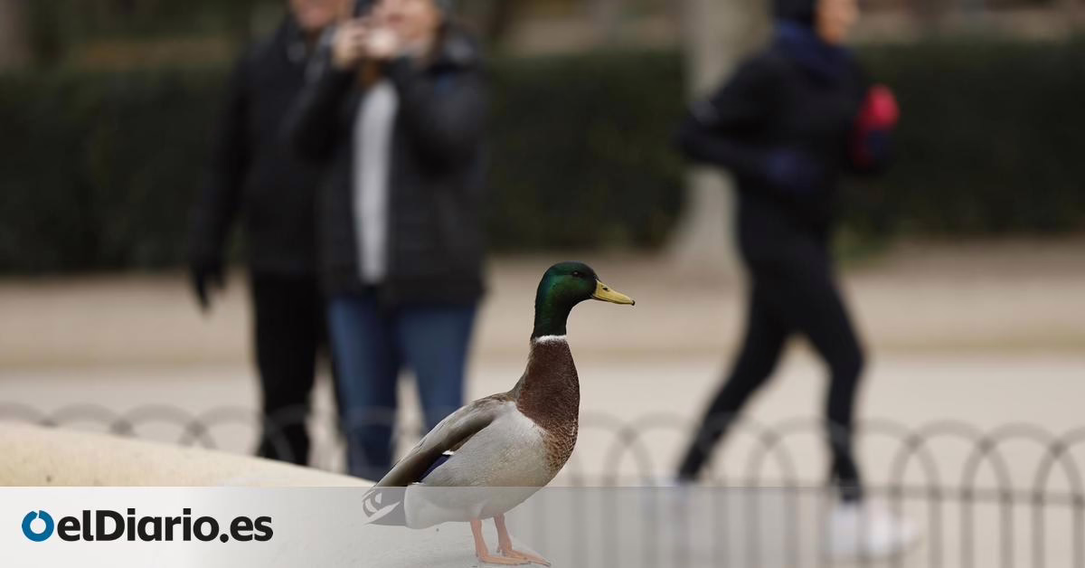 Clima tranquilo al inicio de la semana en Madrid, con probabilidades de lluvia para el comienzo del año.