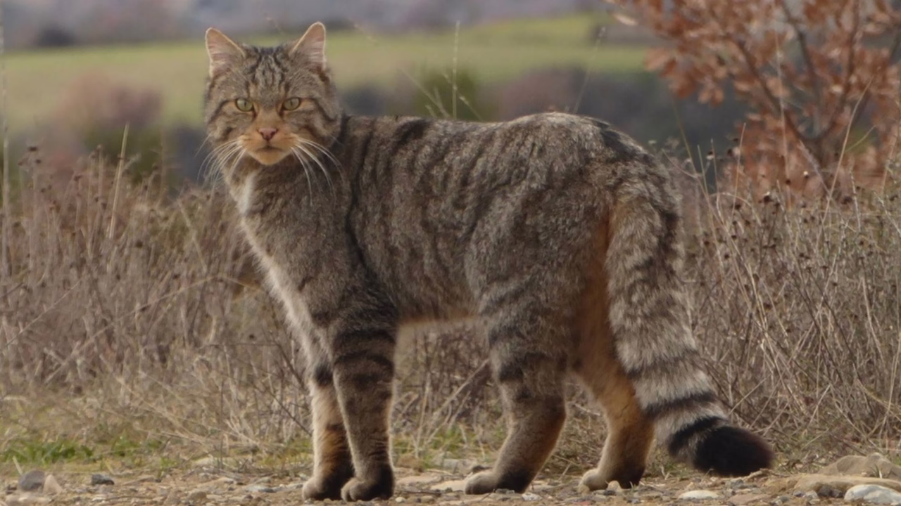 De la conservación del gato montés y el alcaraván a los ecosistemas de humedales.