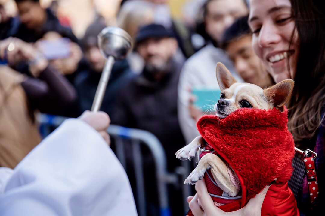 Bendición de mascotas y eventos relacionados.