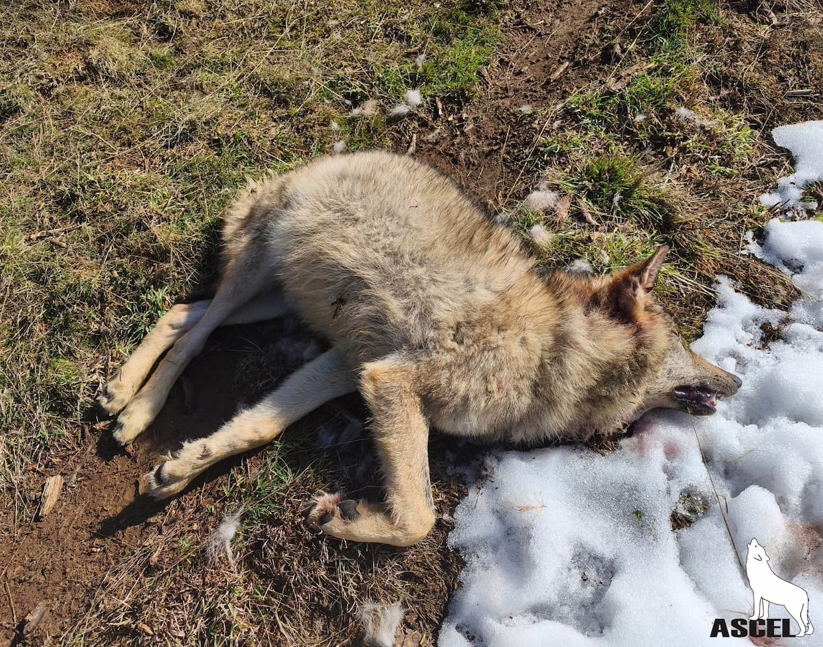 Castilla y León verifica el asesinato a balazos de tres lobos en Palencia, a pesar de que aún contaban con protección legal | Clima y Medio Ambiente