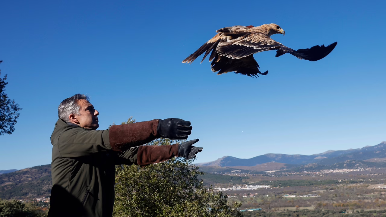Madrid, un santuario para el águila imperial ibérica.
