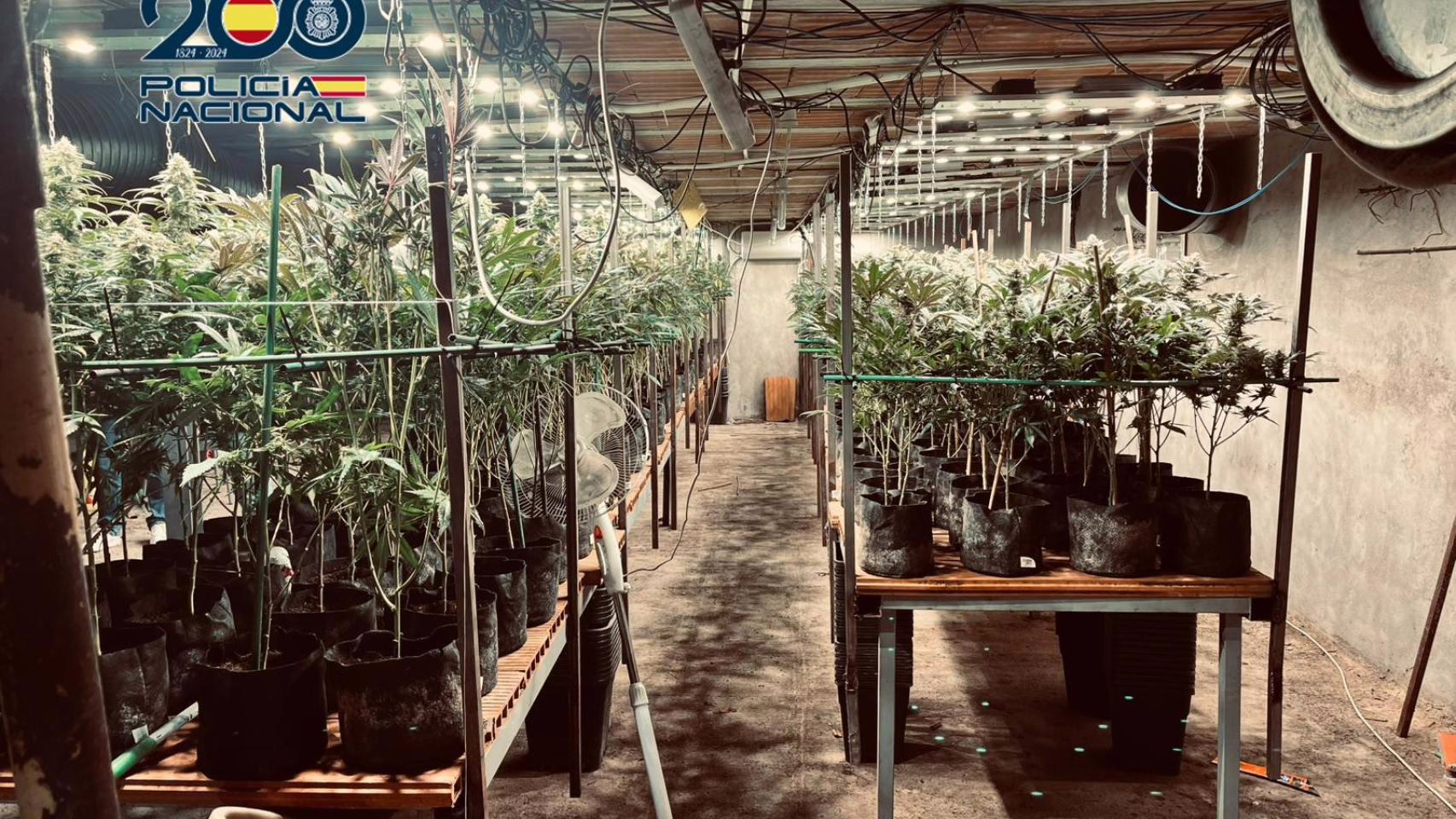 Desmantelada en Torrijos (Toledo) una plantación de marihuana oculta en un escondite debajo de un criadero de pollos.