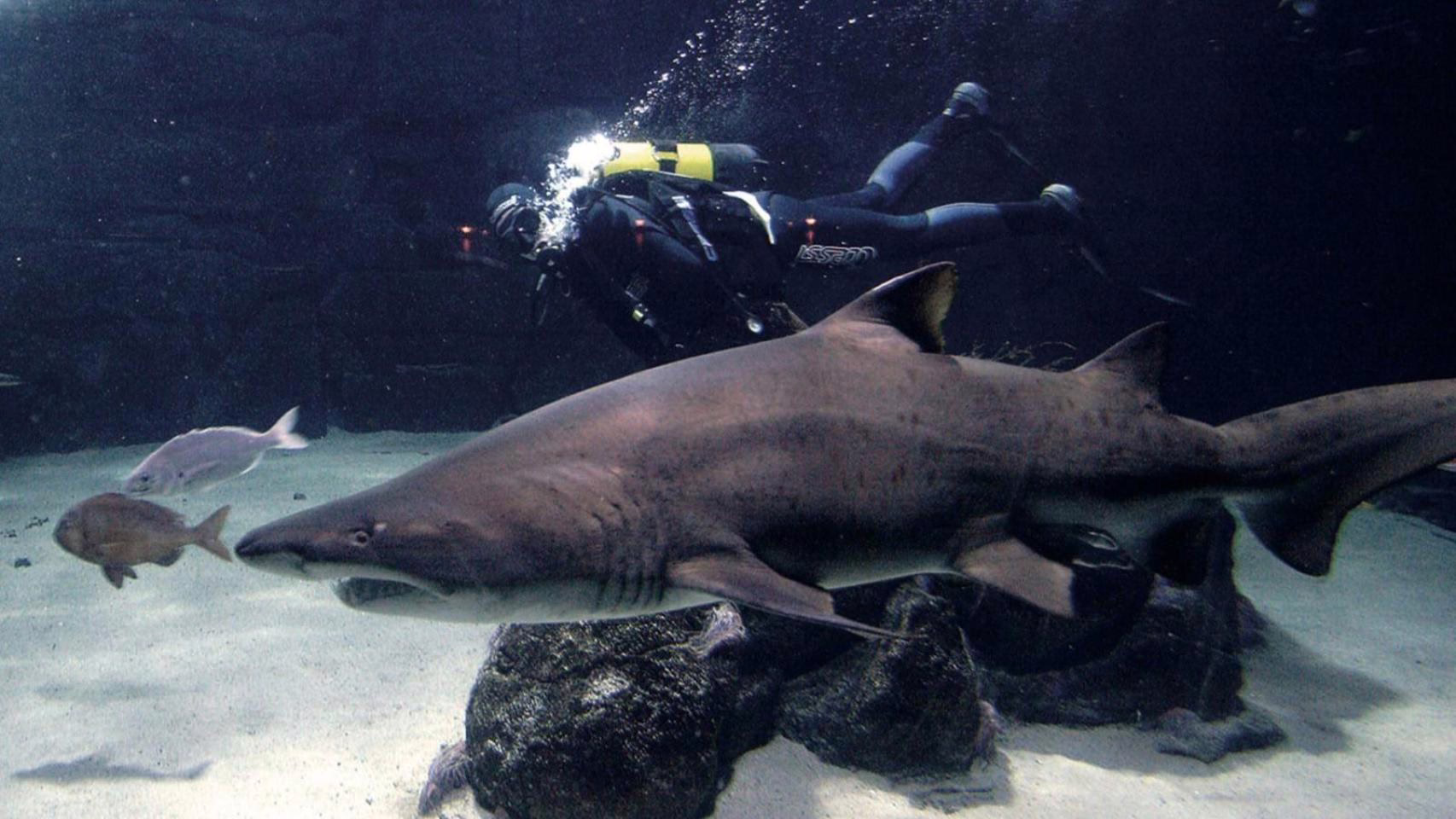 Datos interesantes acerca de Gastón, el tiburón toro del Acuario que celebra 20 años en A Coruña.