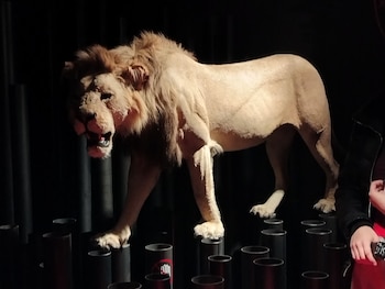 El león embalsamado que se