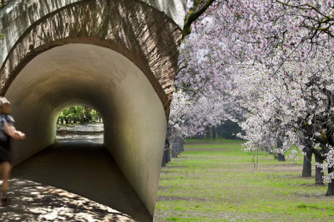 Almendros en flor en el Parque de los Molinos, Madrid.