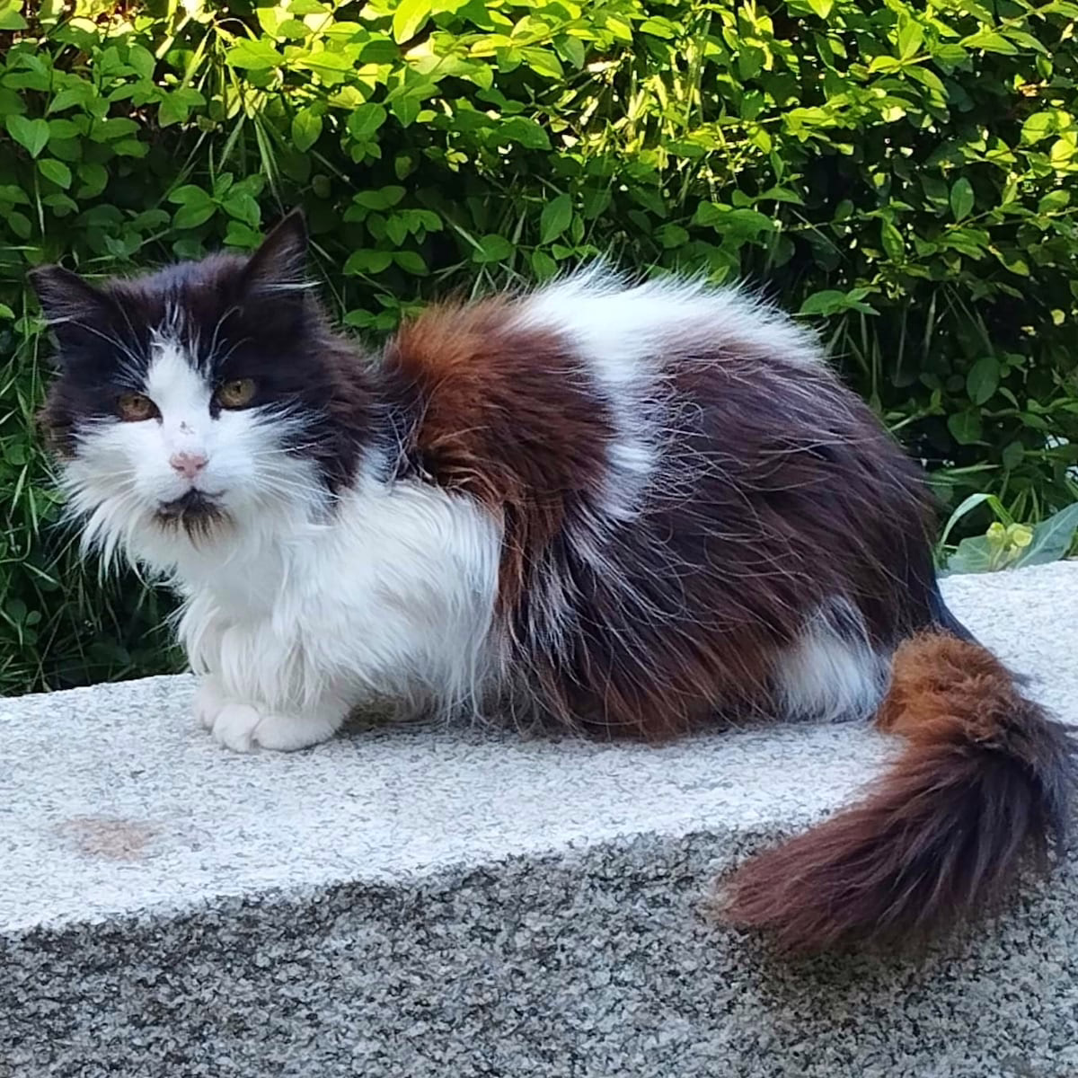 ‘Princesa’ regresa al Retiro después de su desaparición: la gata más famosa del parque fue llevada por una pareja británica | Noticias de Madrid
