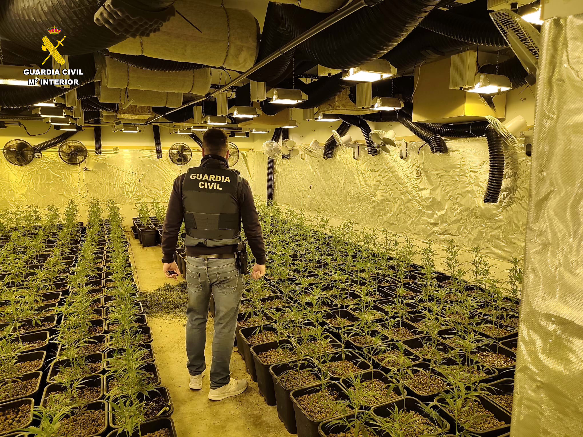 Detenidos dos individuos por el cultivo de más de 2,200 plantas de marihuana en una casa en Paracuellos.