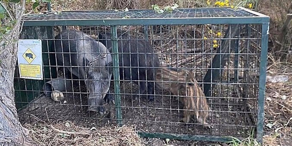 La regulación de la caza de 9.000 jabalíes disminuye accidentes y protege los cultivos en Madrid.