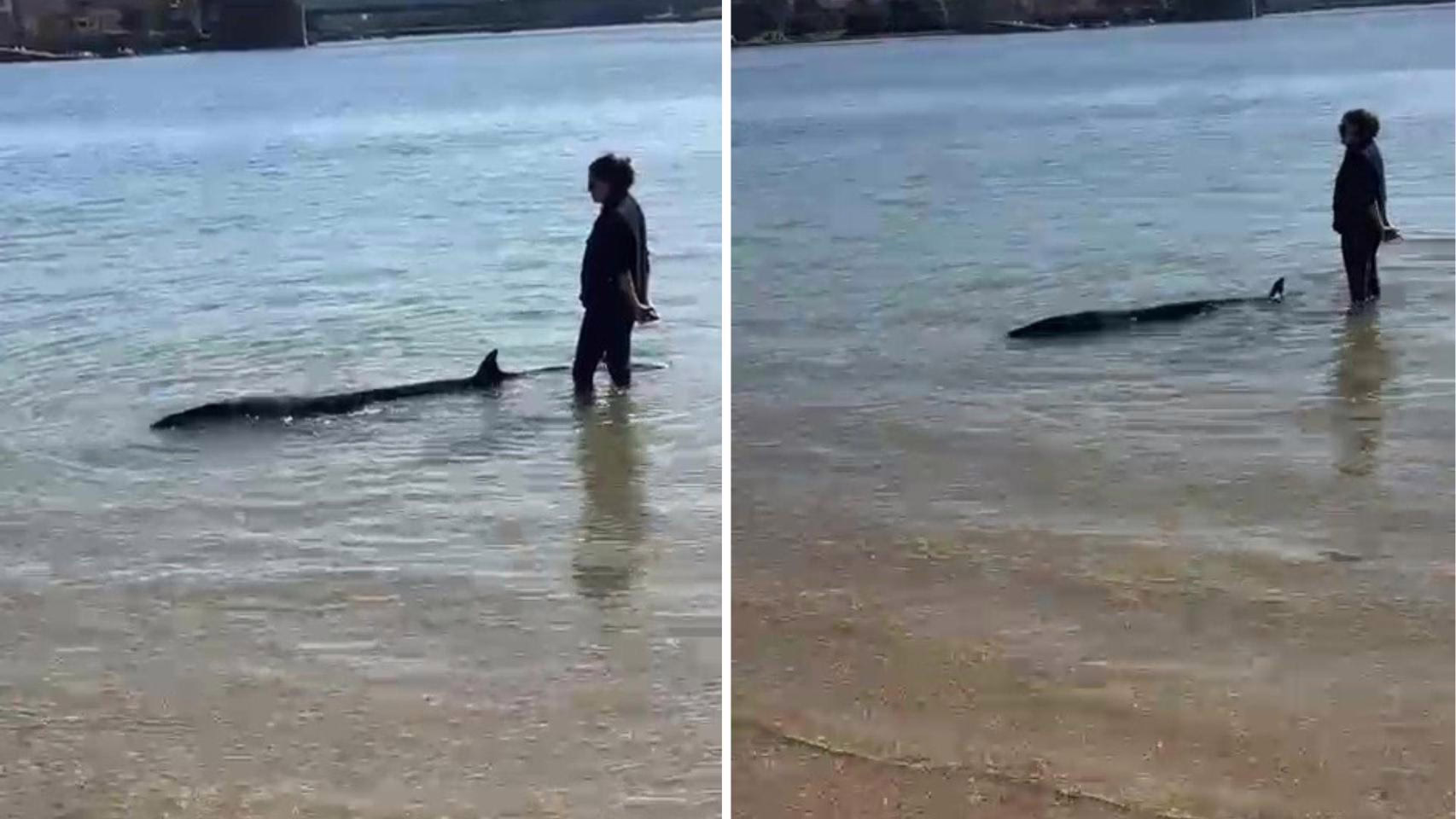 Una ballenato aliblanco queda atrapado en la playa de Santa Cristina, Oleiros (A Coruña).
