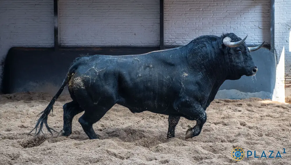 Toro de Cuadri
