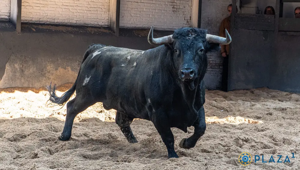 Toro de Cuadri