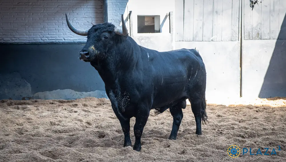 Toro de Cuadri