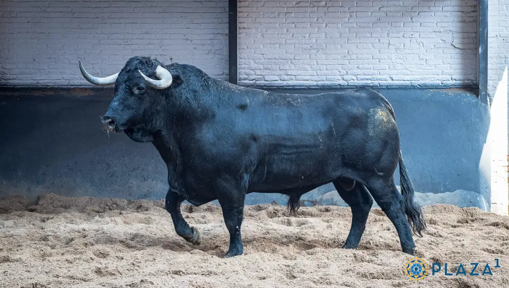 Toro de Cuadri
