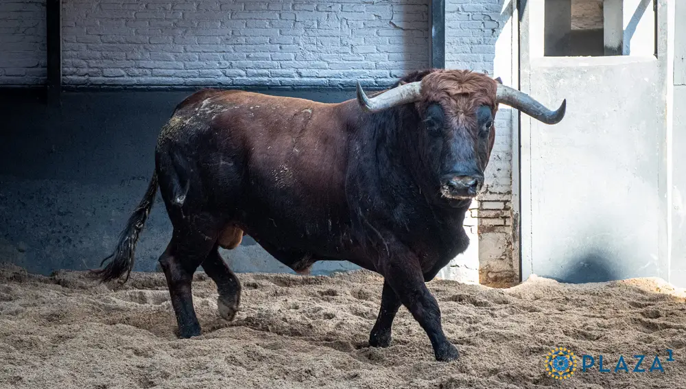 Toro de Cuadri