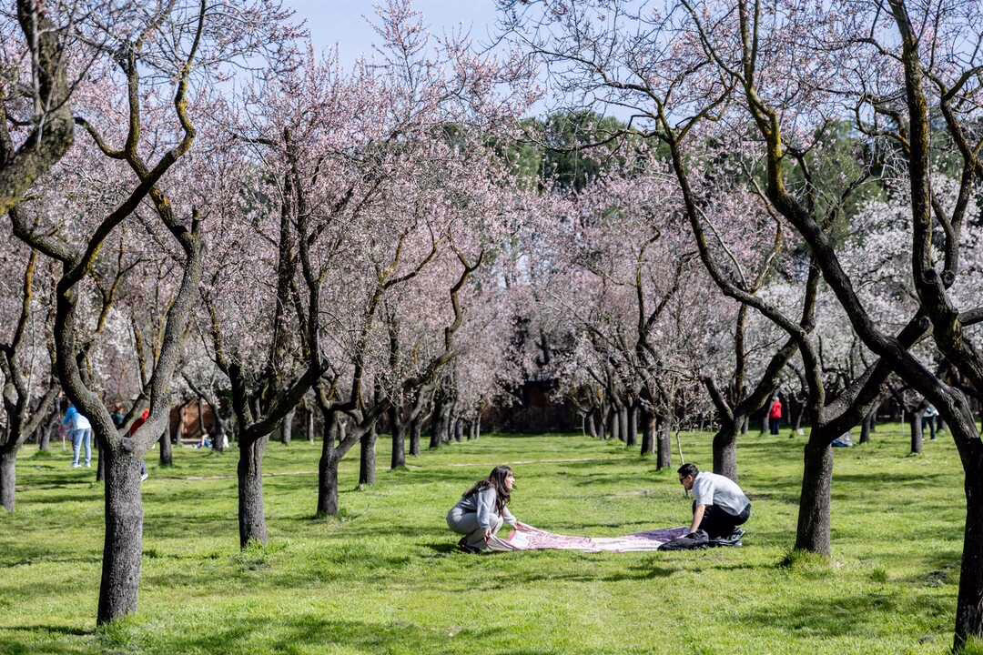Almendros en plena floración en Madrid: parques y caminos que no te puedes perder.