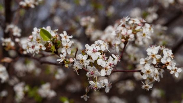 Peral de Callery