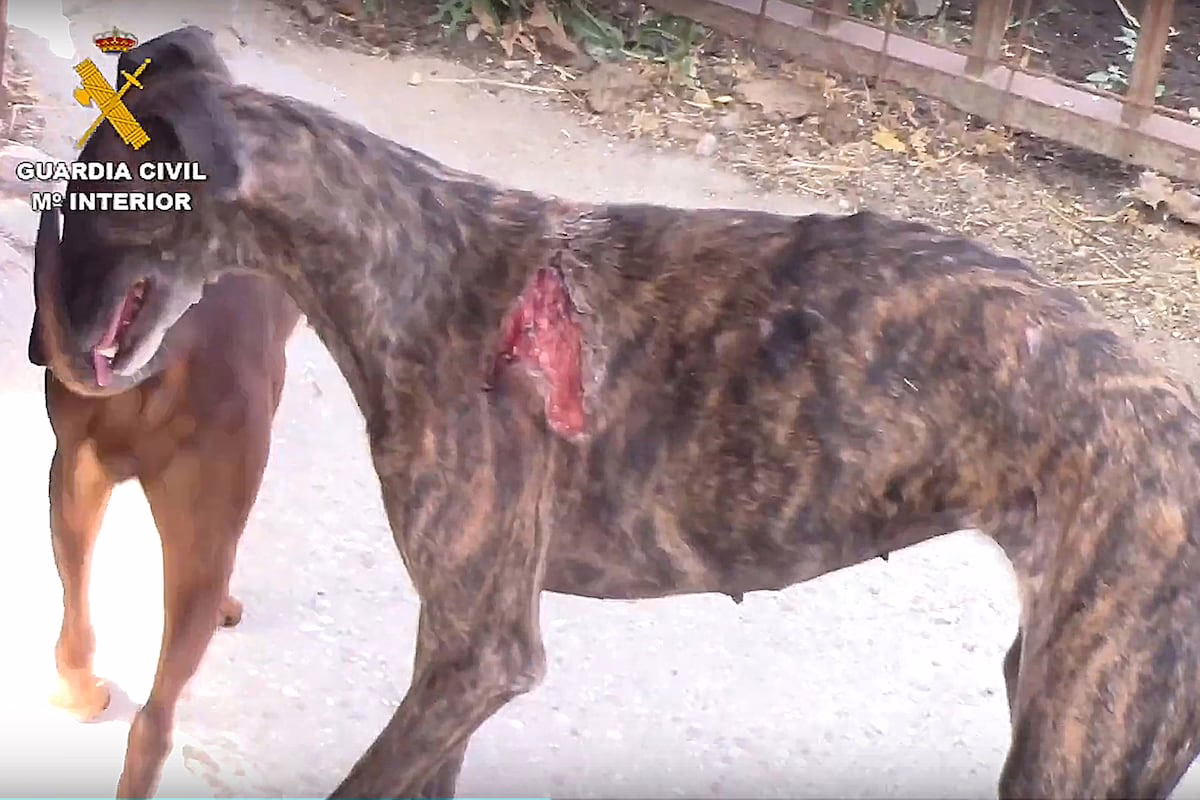 El 'vampiro de Humanes', que comercializaba sangre en clínicas, se inscribe en Veterinaria y ignora la restricción de alejarse de los animales | Noticias de Madrid