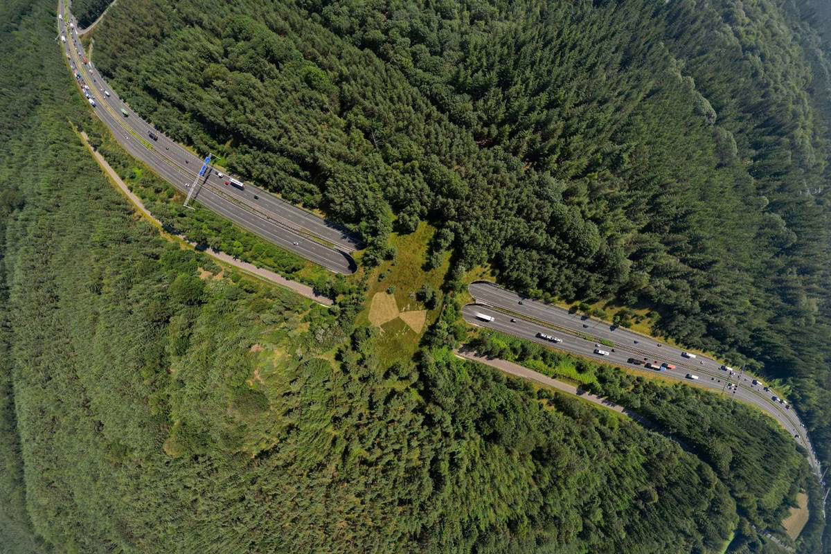 Un gran paso elevado cubierto de vegetación sobre una carretera.